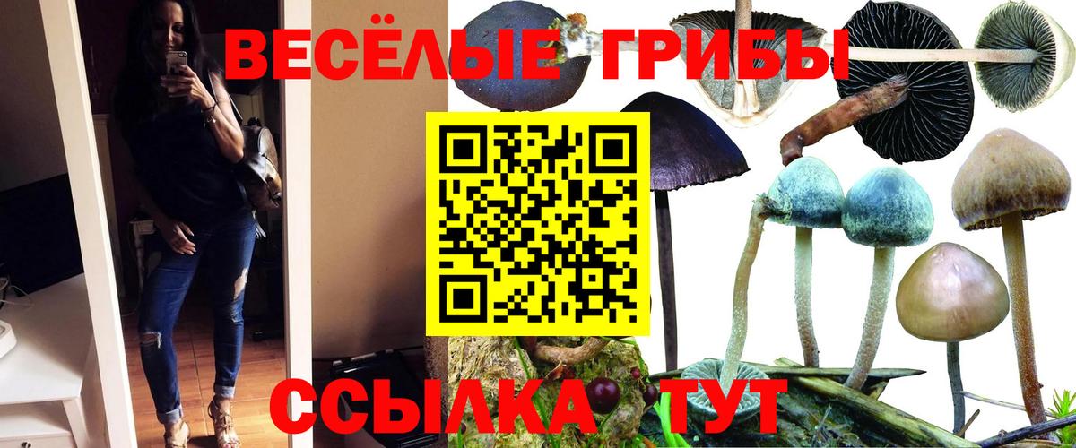 Псилоцибиновые грибы Psilocybine cubensis  Вход с VPN  Галлюциногенные грибы прущие грибы  Петрозаводск 
